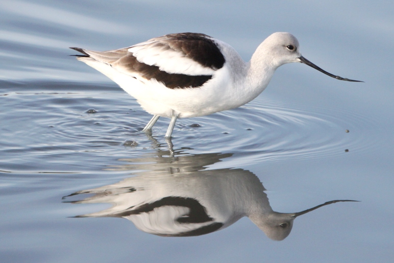 avocet